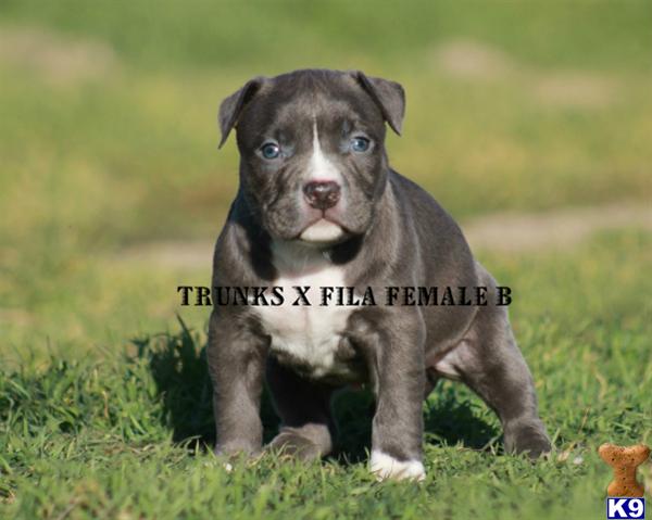 American Pit Bull Puppies